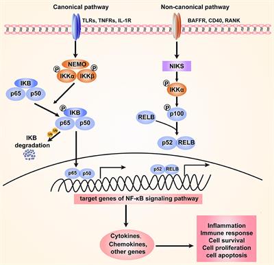 Frontiers | The NF-κB Signaling Pathway, The Microbiota, And ...